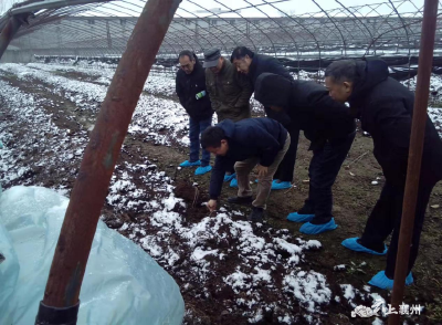 荆门市农科院带队到襄州区考察学习肉牛粪污处理经验