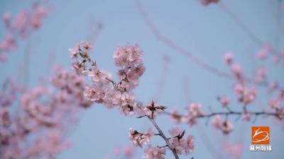 “花点”时间游襄州：樱花怒放铺满山峦