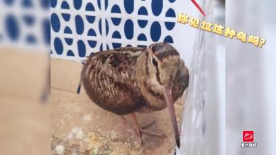 萌物来袭！襄州公安成功救助一只国家二级保护动物：丘鹬[yù]