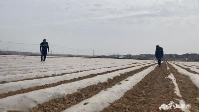 【乡村振兴】土豆带动村民致富 特色种植助力乡村振兴
