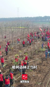 喜迎二十大 共植青年林