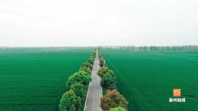科技闹春耕：种子“穿花衣” 壮苗防虫害