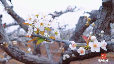 盛世梨花颂小康：游花海、赏民俗、尝特色，尽享春意与欢乐