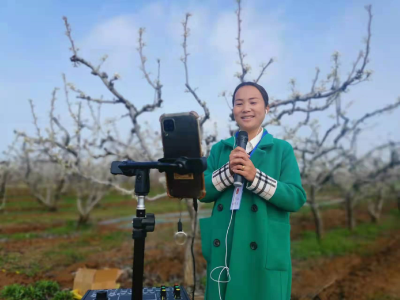 大美襄州 | 人大代表拍视频、开直播，推介家乡梨花周