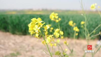 把“麦”问诊防治病 夏粮丰收有保障