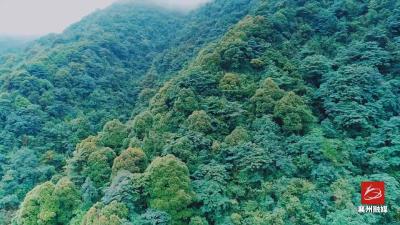 《践行公民生态环境行为规范，你做到了吗？》 呵护自然生态