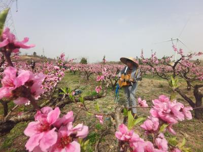 黄龙镇：桃花盛开 邀你来“撩”