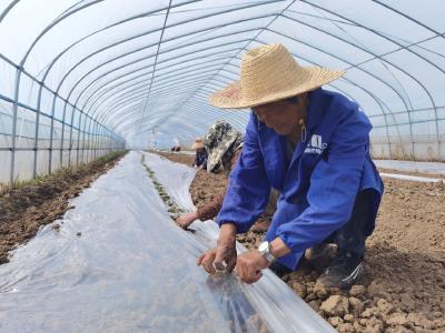 黄龙镇：七彩田园种植忙