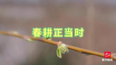 峪山镇：草木嫁接备春耕 锦绣黄桃孕绿腮