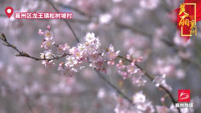 “花”点时间游襄州：畅游花海 定格美丽