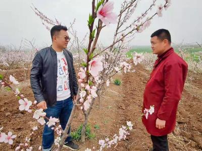 峪山镇人大聚焦水果产业助力乡村振兴