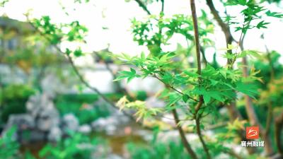 春季野菜虽好，采摘、食用需谨慎！