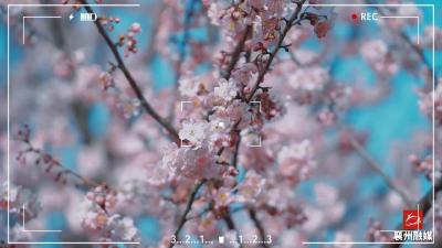 春天的襄州：只此青绿，值此青绿。 