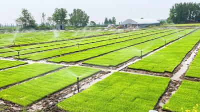 襄州：“工厂化”水稻育秧  助力现代农业生产
