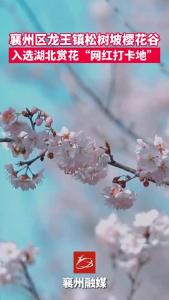 湖北赏花“网红打卡地”：襄州入选！