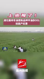 上央视了！湖北襄州冬油菜新品种中油杂501创高产纪录