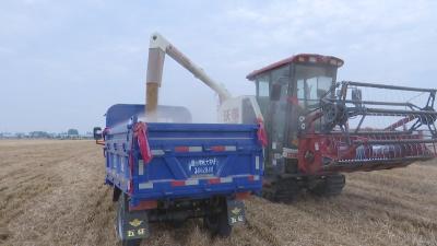 691.2公斤，襄州“吨半粮”高产小麦试验田再创新纪录