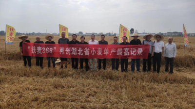 691.2公斤！襄州再次刷新湖北省小麦单产的纪录