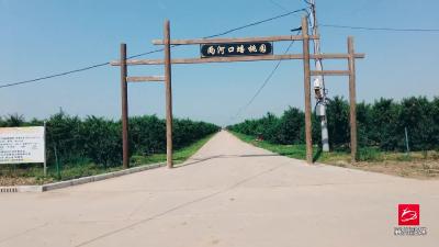 双沟镇胡庄村两河口蟠桃园内，硕果满枝高高挂，游客采摘甜享丰收喜悦