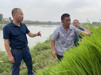 湖北襄阳襄州：下沉一线  精准发力护航“三夏”