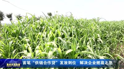 首笔“供销合作贷”发放到位  解决企业燃眉之急