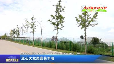 红心火龙果喜获丰收