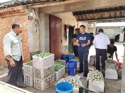实地考察水果产业  助力乡村产业振兴