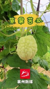 苹果苦瓜