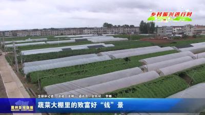 蔬菜大棚里的致富好“钱”景
