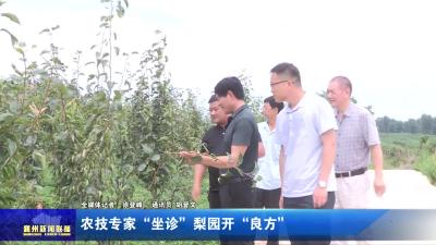 农技专家“坐诊”梨园开“良方”