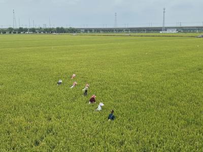 襄州：又“稻”一年丰收季 水稻除杂正当时 