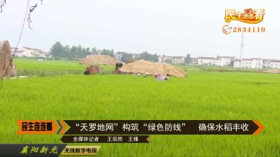 “天罗地网”构筑“绿色防线”   确保水稻丰收
