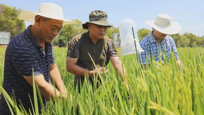 襄州：种粮大户的抗旱“保卫战”