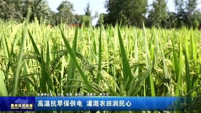 高温抗旱保供电  灌溉农田润民心