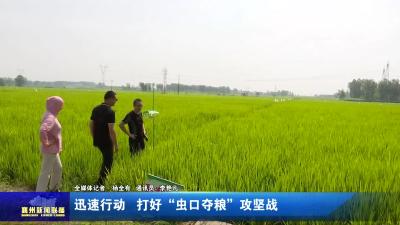 迅速行动  打好“虫口夺粮”攻坚战