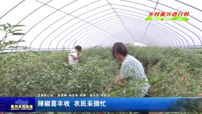 辣椒喜丰收  农民采摘忙