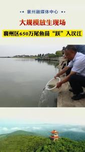 襄州区大规模放生鱼