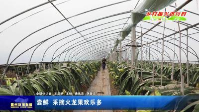 尝鲜  采摘火龙果欢乐多