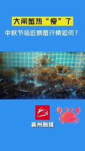 今年的大闸蟹热“瘦”了？中秋吃蟹，了解一下