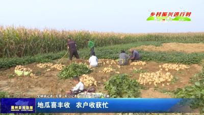 地瓜喜丰收  农户收获忙