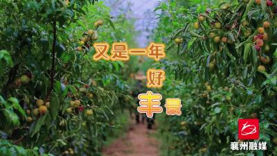 枣获丰收 枣迎致富