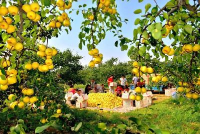 中国农民丰收节为什么定在秋分？