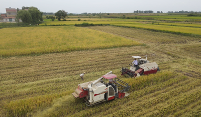 【乡村振兴】秋收喽！机械化助力襄州63.8万亩水稻收割