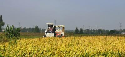 丰收在望！黄龙镇6万亩水稻开镰！