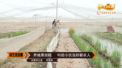 养殖黑斑蛙  90后小伙当好新农人