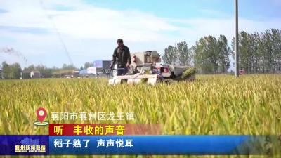 听  丰收的声音丨稻子熟了 声声悦耳