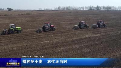播种冬小麦  农忙正当时