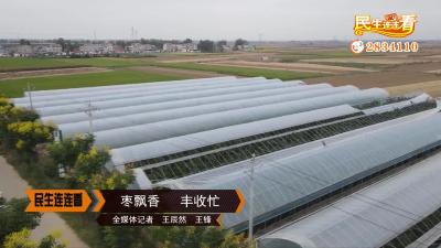 枣飘香  丰收忙