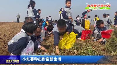 小红薯种出甜蜜新生活