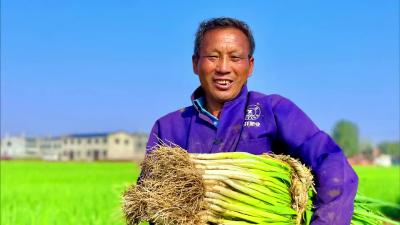 湖北襄州：大葱喜迎丰收 生活“葱”满希望
